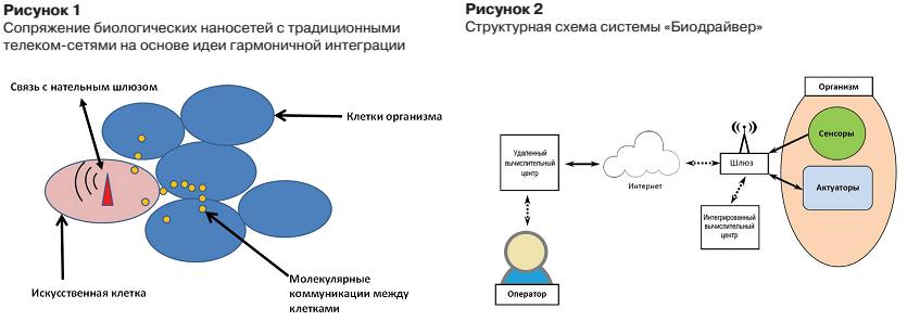 img61 Живые организмы в киберпространстве – проект «Биодрайвер»